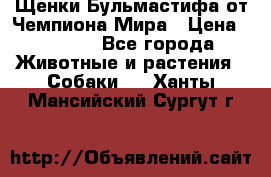 Щенки Бульмастифа от Чемпиона Мира › Цена ­ 1 000 - Все города Животные и растения » Собаки   . Ханты-Мансийский,Сургут г.